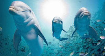 Stranded dolphins' brains show classic markers of Alzheimer's disease